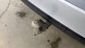 View of trailer tow-bar hitch