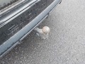 View of trailer tow-bar hitch