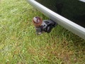 View of trailer tow-bar hitch