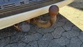 View of trailer tow-bar hitch