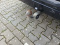 Ansicht Anhängerkupplung
