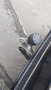 View of trailer tow-bar hitch