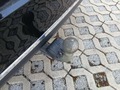 View of trailer tow-bar hitch