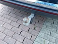 Ansicht Anhängerkupplung