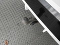 View of trailer tow-bar hitch