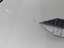 Kotflügel links