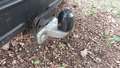 View of trailer tow-bar hitch