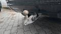 View of trailer tow-bar hitch