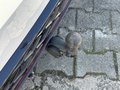 Ansicht Anhängerkupplung