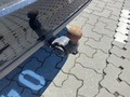 View of trailer tow-bar hitch