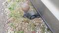 View of trailer tow-bar hitch
