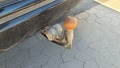 View of trailer tow-bar hitch
