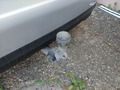 View of trailer tow-bar hitch