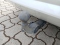 View of trailer tow-bar hitch