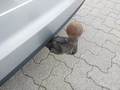View of trailer tow-bar hitch