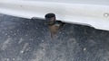 View of trailer tow-bar hitch