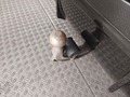 View of trailer tow-bar hitch