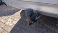 View of trailer tow-bar hitch