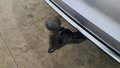View of trailer tow-bar hitch