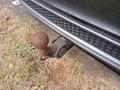 View of trailer tow-bar hitch