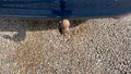 View of trailer tow-bar hitch