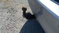 View of trailer tow-bar hitch