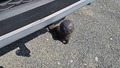 View of trailer tow-bar hitch