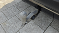 View of trailer tow-bar hitch