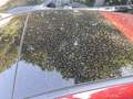 View of sunroof / panoramic roof