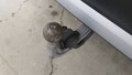 View of trailer tow-bar hitch