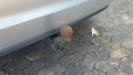 View of trailer tow-bar hitch