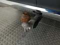 View of trailer tow-bar hitch