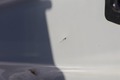 Photo de détail