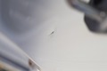 Photo de détail