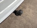 Podrobna fotografija