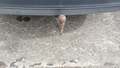 View of trailer tow-bar hitch