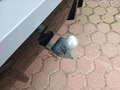 View of trailer tow-bar hitch