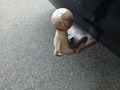 View of trailer tow-bar hitch