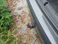 View of trailer tow-bar hitch