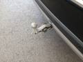 View of trailer tow-bar hitch