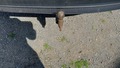 View of trailer tow-bar hitch