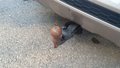 View of trailer tow-bar hitch