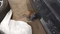 View of trailer tow-bar hitch