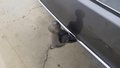 View of trailer tow-bar hitch