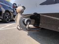 View of trailer tow-bar hitch