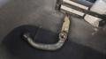 View of trailer tow-bar hitch
