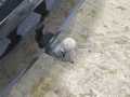 View of trailer tow-bar hitch