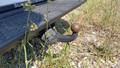 View of trailer tow-bar hitch
