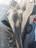 Aile droite