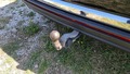 View of trailer tow-bar hitch